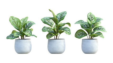 Obraz premium Pack of Silver Dollar Plant Set Against Transparent Background for Botanical or Decor Projects