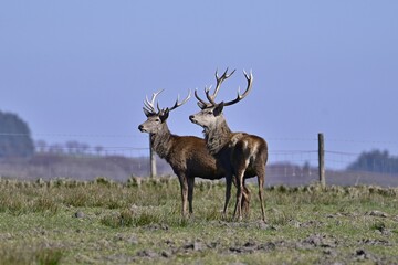 Two Red Stags stood together side on looking left.