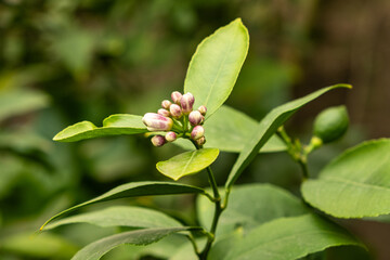 Obraz premium Lemon Trees Blossoming, Buds Close-Up
