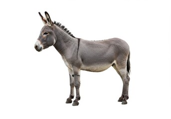 Side profile of a standing donkey against a plain white background in high resolution and detail