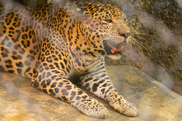leopard or Panthera pardus at Arignar Anna Zoological Park also known as the Vandalur Zoo, a...
