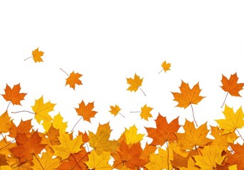 Fototapeta premium Colorful autumn maple leaves falling on a clear white background in the bright morning sunlight