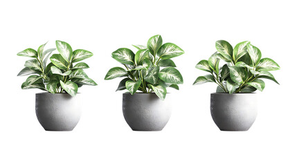 Fototapeta premium Pack of Silver Dollar Plant Set Against Transparent Background for Botanical or Decor Projects