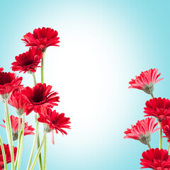 beautiful red Gerberas for St. Valentine's Day