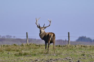 A single Red Stag looking back to the camera.