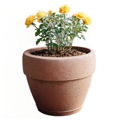 Fototapeta premium flower in a pot