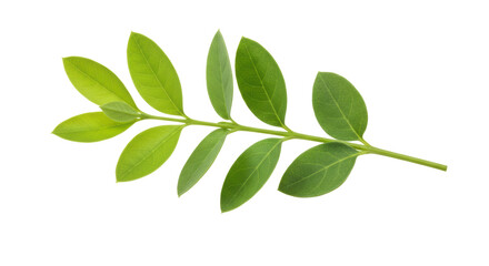 Isolated Green Twig with Leaves
