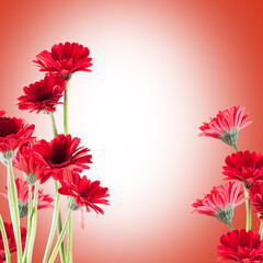 beautiful red Gerberas for St. Valentine's Day