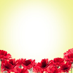 beautiful red Gerberas for St. Valentine's Day