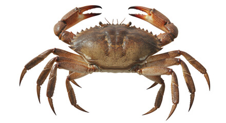 Isolated edible brown crab on white background