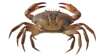 Isolated edible brown crab on white background