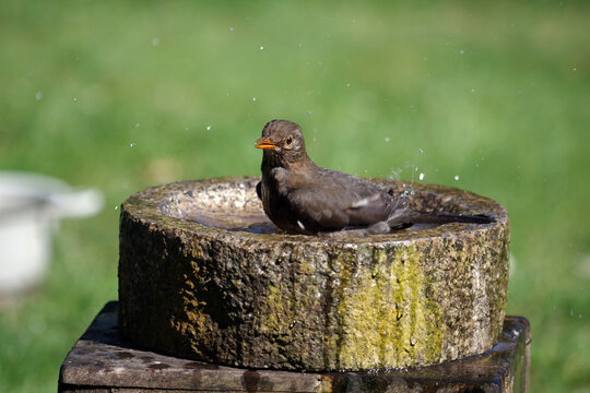 Die Amsel sitzt in der Vogeltr&auml;nke und verspritzt Wasser beim Baden