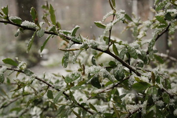 spring tree branches