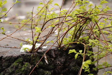 moss on the rocks