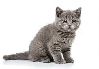Obraz premium Adorable gray kitten with big eyes sitting on white background looking curiously toward camera