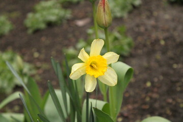 Fototapeta premium daffodils in spring