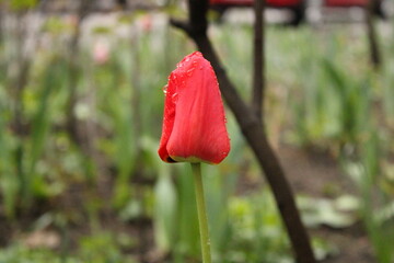 red poppy flower in green grass