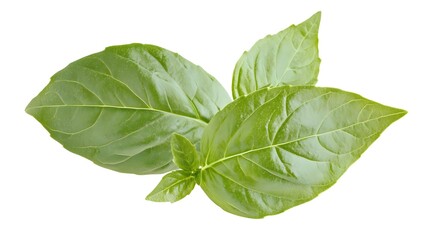 Fototapeta premium Fresh Basil Leaf Isolated on White Background for Culinary Use