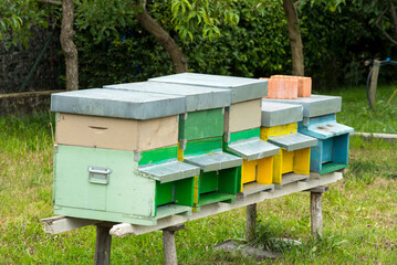 Colorful Beehives in Rural Garden Setting – Beekeeping and Pollination Concept