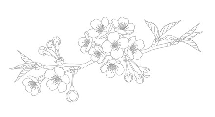 Outline illustration coloring sheet of a sakura cherry blossom sprig with open flowers and closed buds view