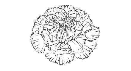Fototapeta premium Carnation flower coloring page outline highlighting the unique ruffled petal edges typical of the bloom