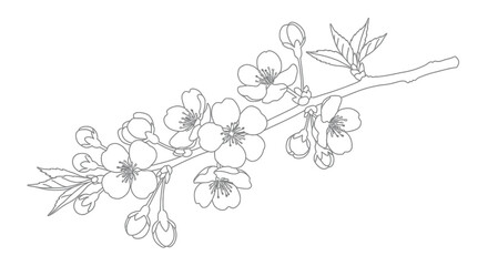 Detailed cherry blossom tree branch coloring printable showcasing intricate petals on blooms and waiting buds