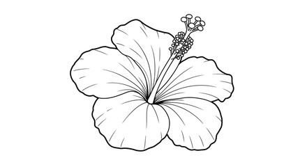 Fototapeta premium Detailed hibiscus coloring printable focusing on the intricate flower shape and the notable long style