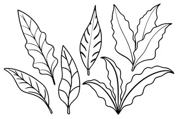 Classic Staghorn Fern Leaf Concept