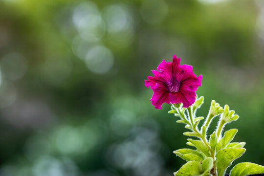 Lovely backlit Petunia at our garden at dusk. Petunia is a genus in the family Solanaceae, subfamily Petunioideae. 