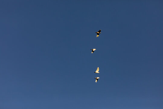 On a clear blue evening sky, a flock of high flying Corellas overfly our garden to return to their roosting spot