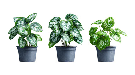 Fototapeta premium Pack of Silver Dollar Plant Set Against Transparent Background for Botanical or Decor Projects