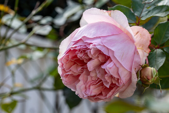On a sunny winter morning, pretty large Fairy-tale Magic Floribunda Rose unravels at our garden. This hardy multi petal species blooms for long periods a year
