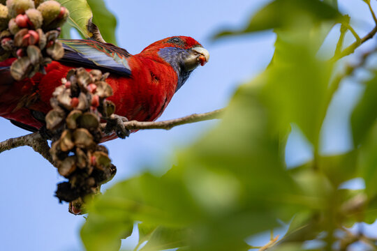 Handsome Crimson Rosella parrot perched on branch feeding on Magnolia fruit at our garden