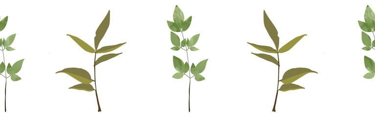  Leaves border on a white background. Hand-drawn illustration. Perfect for spring and summer.