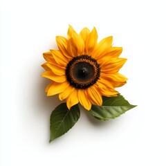 Fototapeta premium Bright sunflower with green leaves on a light background.
