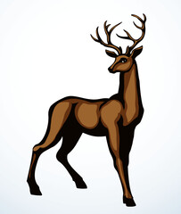 Beautiful noble deer. Vector drawing