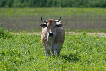Vache , race Maraichine, region Pays de Loire; marais Breton; 85, Vendée, Loire Atlantique, France