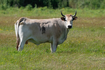 Vache , race Maraichine, region Pays de Loire; marais Breton; 85, Vendée, Loire Atlantique, France