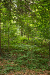 Forest Path Trail – Tranquil Nature Walk through a Green Pine Woodland