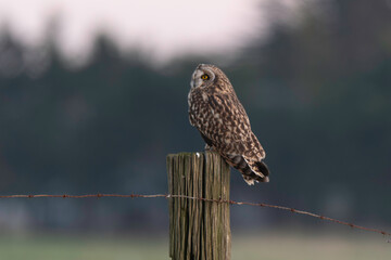 Hibou des marais, Hibou brachyote, Asio flammeus, Short eared Owl, region Pays de Loire; marais Breton; 85, Vendée, Loire Atlantique, France