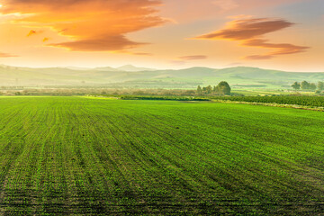 spring scenic landscape of green valley field with rows of fresh woung vegetable sprouts and beautiful cloudy sunset above mountains and hills on background