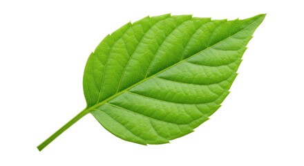 Isolated Green Leaf