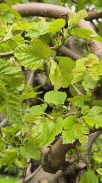 Unripe mulberry tree branch in spring