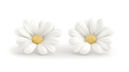 Obraz premium Two Delicate White Daisies Isolated on Clean Background