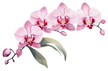 PNG Orchid flower plant inflorescence.