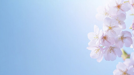 Delicate cherry blossoms against soft blue background create serene and peaceful atmosphere, perfect for spring