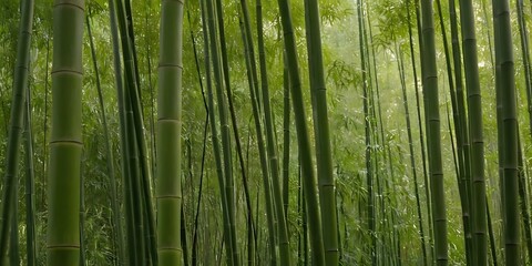 dense bamboo forest with elegant stalks and lush foliage offering a tranquil outdoor escape in a serene botanical park,calmness, development, discovery, evolution, growth, horizontal,53