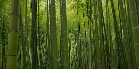 Fototapeta premium dense bamboo forest with elegant stalks and lush foliage offering a tranquil outdoor escape in a serene botanical park,calmness, development, discovery, evolution, growth, horizontal,34