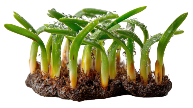 Green shoots emerging: New green shoots, fresh from the earth, showcase the promise of growth, resilience, and the cyclical nature of life, reflecting freshness, renewal.