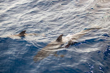 Fototapeta premium dolphins swimming in the water somewhere on the coast of the island of Tenerife